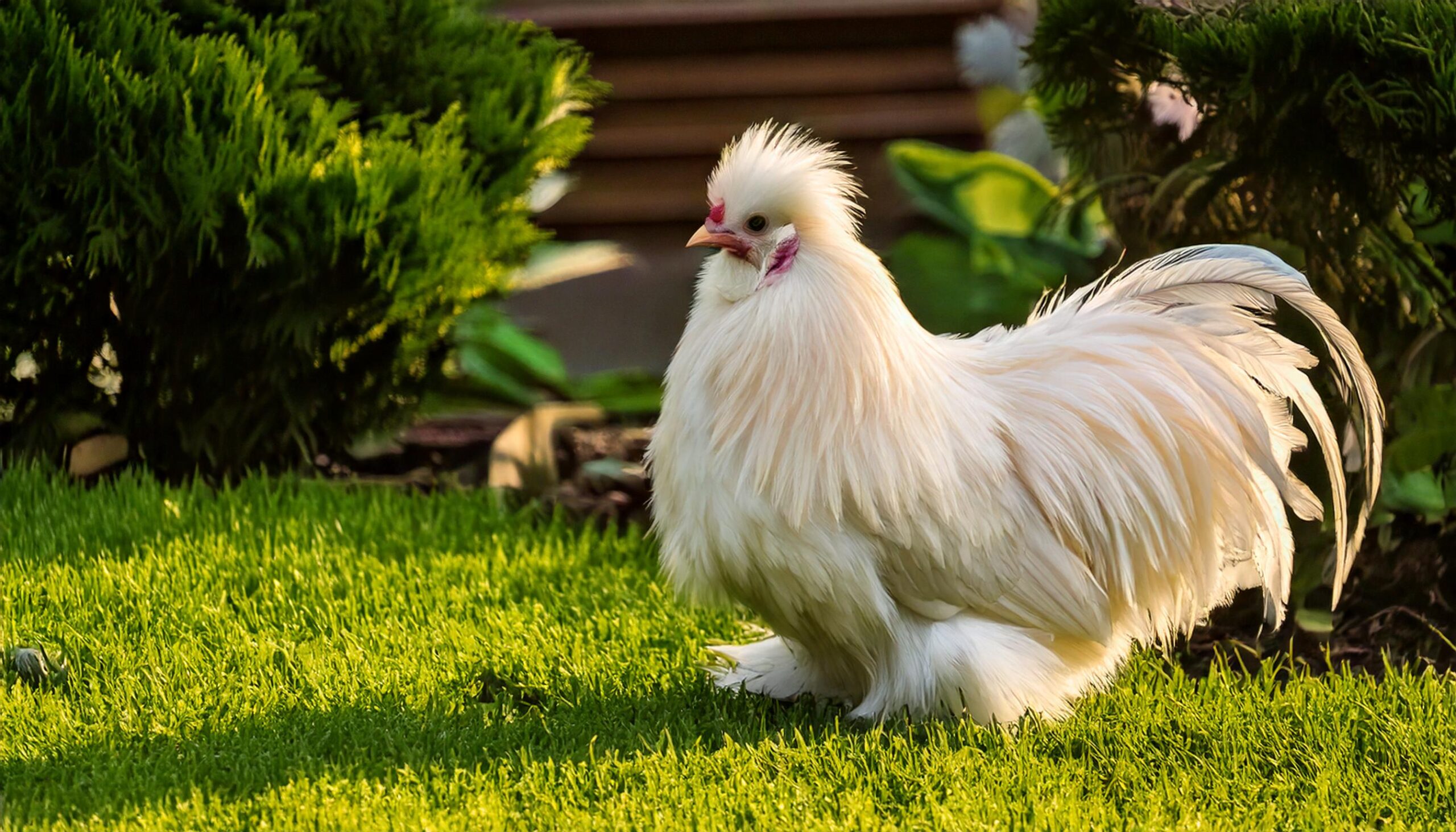 Silkie Hen