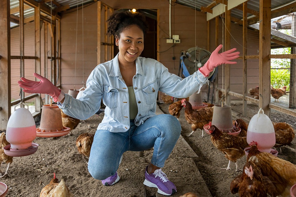 Woman inside a attached enclosed chicken run. She is taking care of her healthy and happy hens.